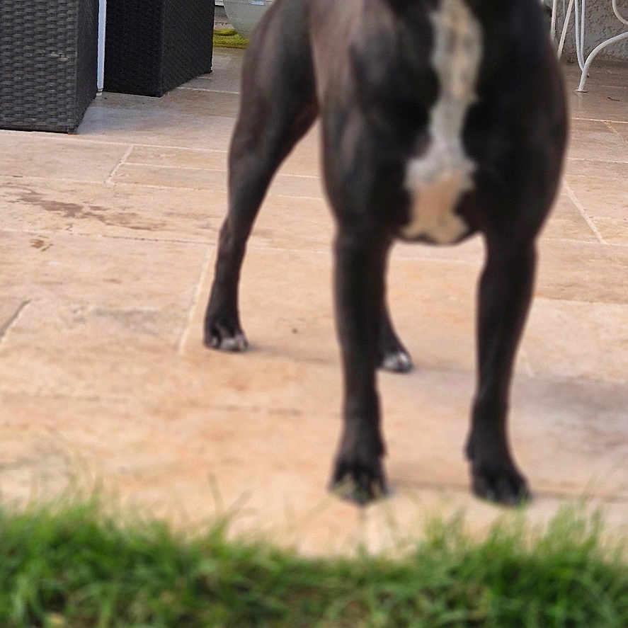 Vasco participe au concours pour gagner de l'argent avec cette photo : backyard, black_dog, blur, chair, cushion, dog, domestic_animal, ears, furniture, grass, muzzle, out_of_focus, patio, paws, pet, porch, sliding_door, standing, tiles, white_chest_marking