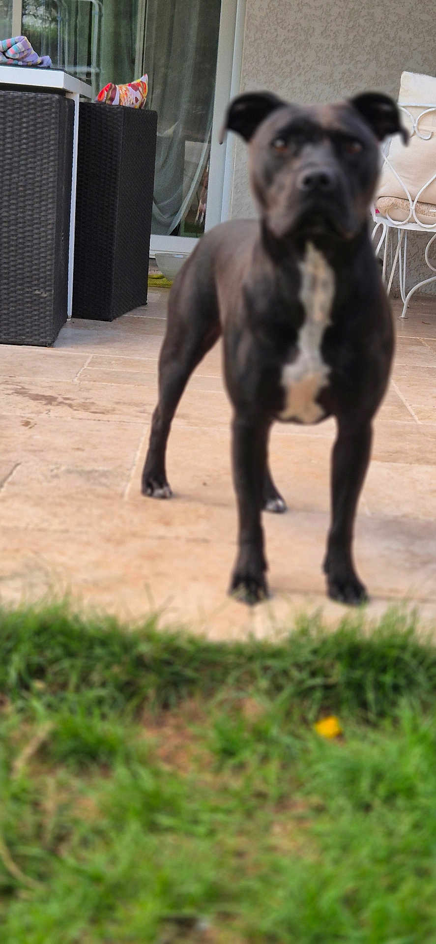 Vasco participe au concours pour gagner de l'argent avec cette photo : dog, pet, black_dog, standing, out_of_focus, blur, patio, backyard, grass, tiles, porch, furniture, chair, cushion, sliding_door, paws, ears, muzzle, white_chest_marking, domestic_animal