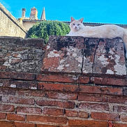 White participe au concours pour gagner de l'argent avec cette photo : animal, brick_wall, building, cat, chimney, cream_color, daytime, fence, fluffy, nature, old_wall, outdoor, plant, quiet, relaxing, resting, sky, sunlight, texture, vintage