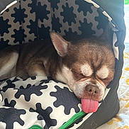 Havane participe au concours pour gagner de l'argent avec cette photo : dog, sleeping, tongue_out, pet_bed, cozy, patterned, black_and_white, indoor, cute, small_dog, resting, animal, fur, nose, ear, paw, pet, comfort, relaxed, tongue