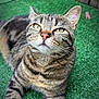 cat, tabby_cat, green_eyes, whiskers, fur, outdoor, artificial_grass, relaxed, pet, animal, mammal, close_up, feline, striped, ears, nose, paws, resting, nature, daylight