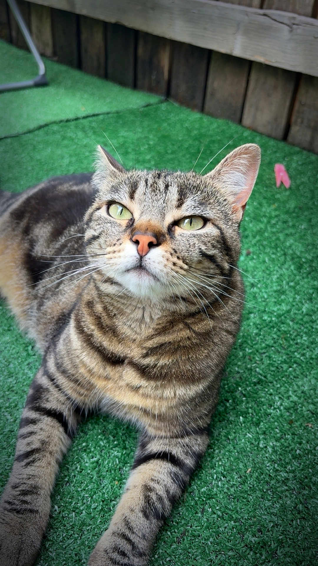 Rayaa participe au concours pour gagner de l'argent avec cette photo : cat, tabby_cat, green_eyes, whiskers, fur, outdoor, artificial_grass, relaxed, pet, animal, mammal, close_up, feline, striped, ears, nose, paws, resting, nature, daylight