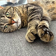 Rayaa a rejoint le concours — aidez-le/la à gagner de superbes lots ! cat, tabby_cat, pet, feline, animal, close_up, paw, fur, whiskers, green_eyes, relaxed, lying_down, indoor, gray_fabric, stretching, cute, domestic_cat, striped_fur, soft_texture, curious