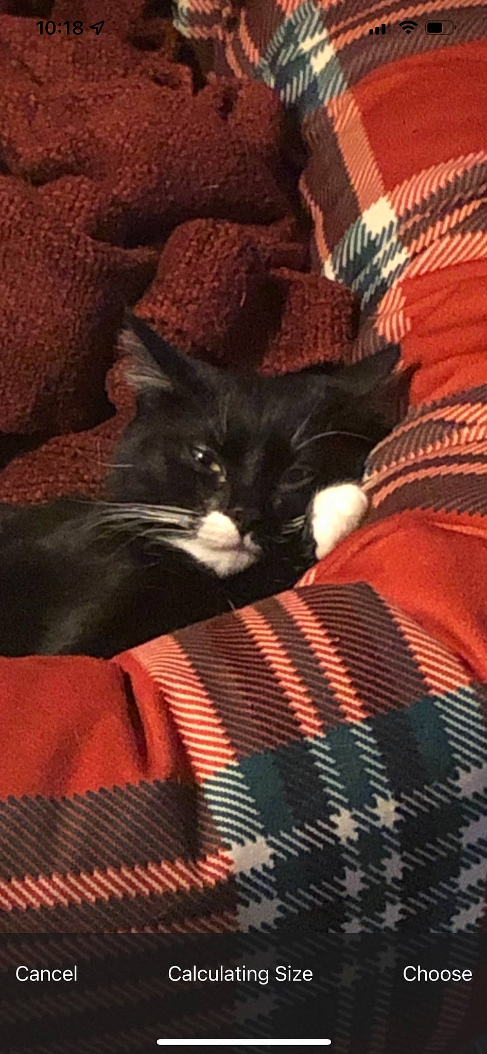 Poppy joined the competition — help win amazing prizes! black_cat, brown, carnivore, cat, comfort, domestic_short_haired_cat, fawn, felidae, fur, linens, orange, pattern, plaid, red, small_to_medium_sized_cats, tail, tartan, textile, tints_and_shades, whiskers