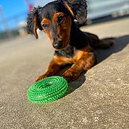 Rocky is registered to the contest to win money with this photo: dog, puppy, dachshund, toy, green_toy, concrete, outdoor, sunlight, blurred_background, pet, animal, cute, curious, lying_down, ears, black_and_brown, short_hair, playful, closeup, focus