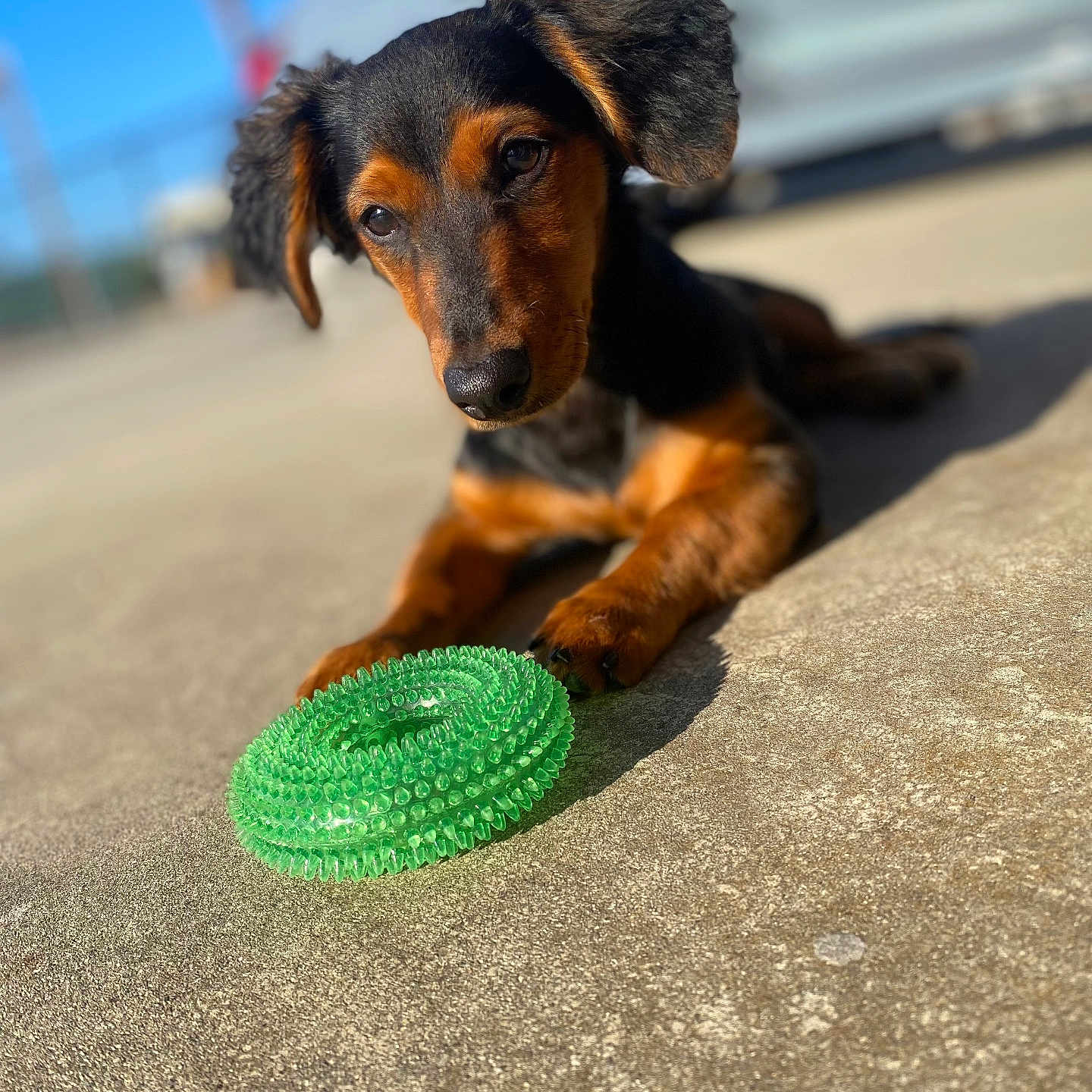 Rocky is registered to the contest to win money with this photo: animal, black_and_brown, blurred_background, closeup, concrete, curious, cute, dachshund, dog, ears, focus, green_toy, lying_down, outdoor, pet, playful, puppy, short_hair, sunlight, toy
