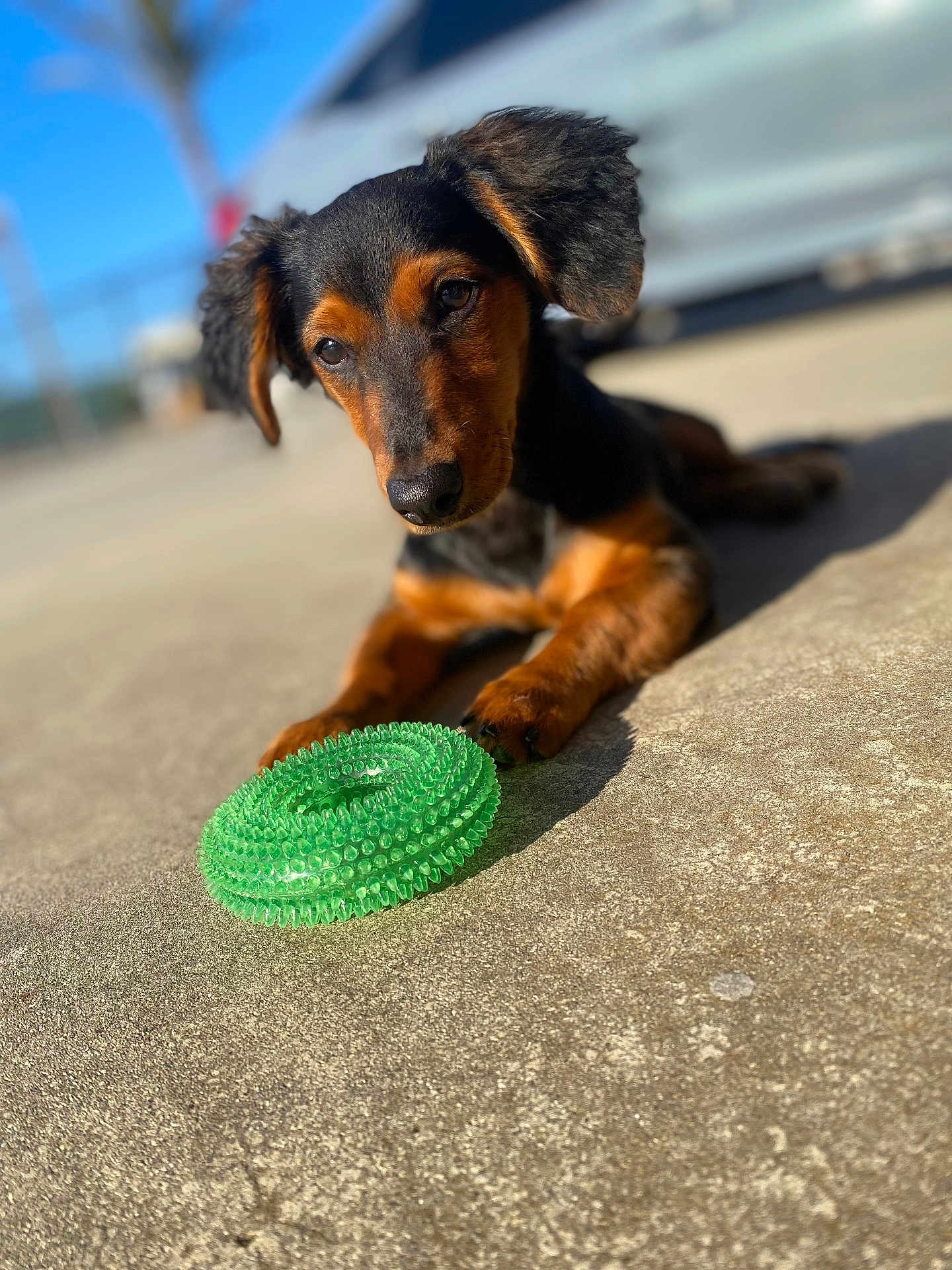 Rocky is registered to the contest to win money with this photo: dog, puppy, dachshund, toy, green_toy, concrete, outdoor, sunlight, blurred_background, pet, animal, cute, curious, lying_down, ears, black_and_brown, short_hair, playful, closeup, focus