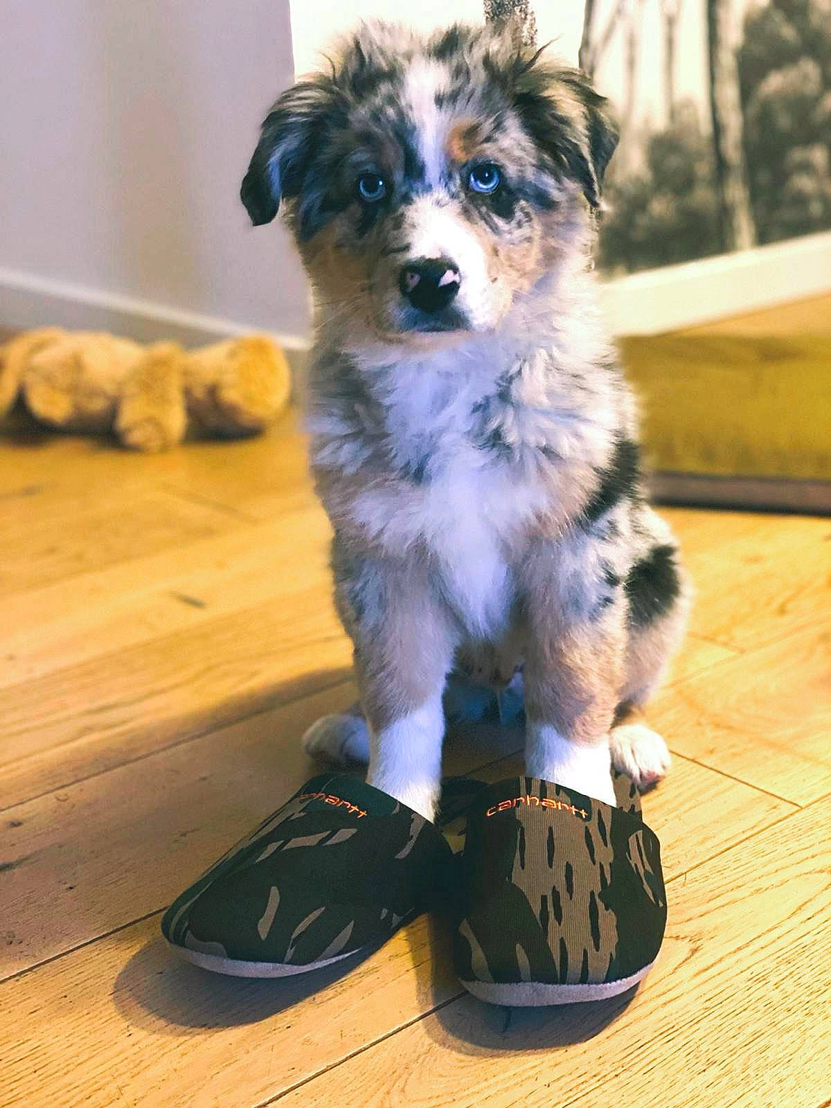 Pic participe au concours pour gagner de l'argent avec cette photo : carnivore, companion_dog, dog, dog_breed, dog_supply, electric_blue, flooring, fur, hardwood, herding_dog, small_terrier, sporting_group, terrier, toy_dog, whiskers, wood, wood_flooring, working_animal, working_dog