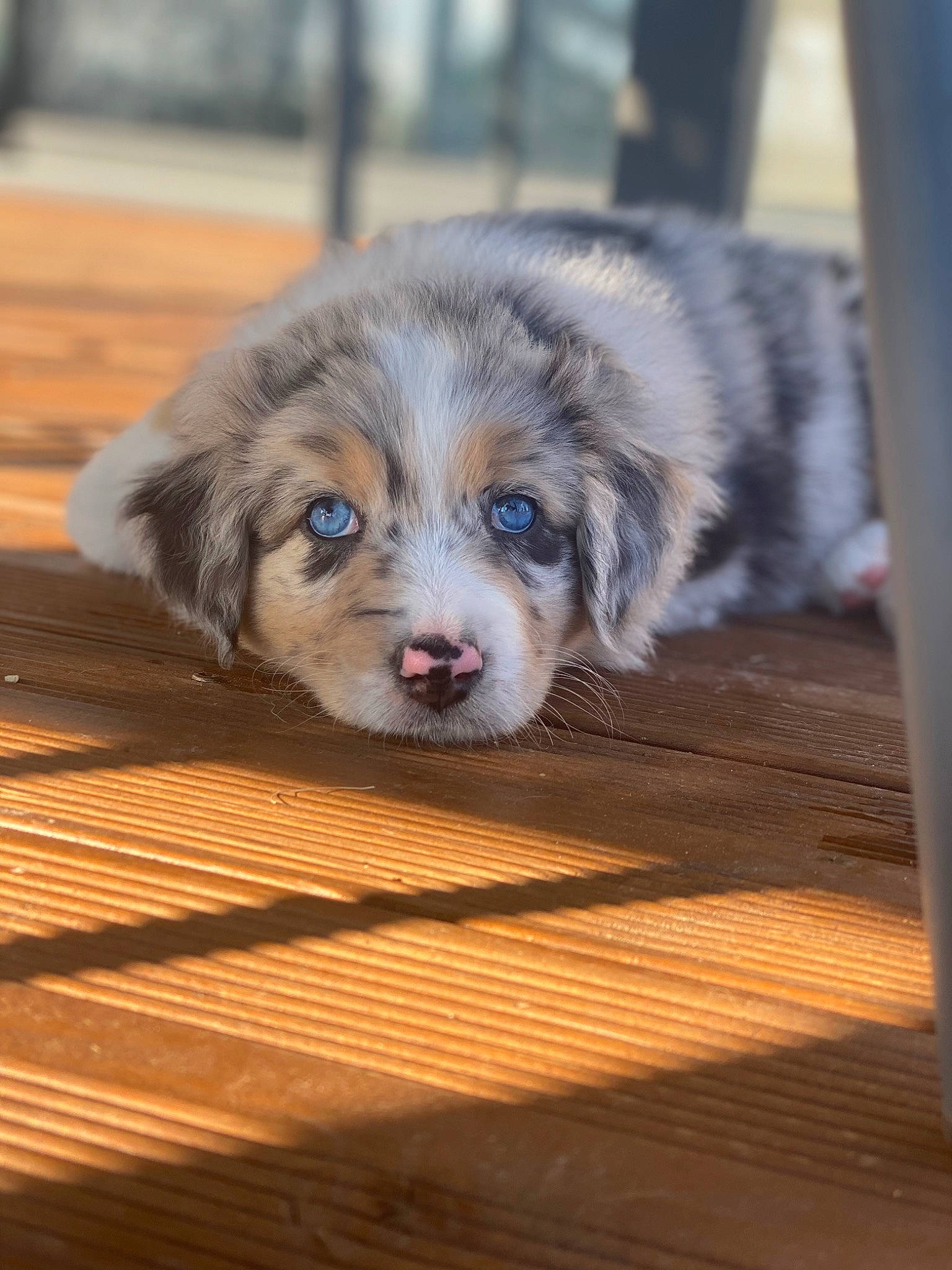 Pic participe au concours pour gagner de l'argent avec cette photo : canidae, carnivore, companion_dog, dog, dog_breed, fawn, floor, flooring, fur, hardwood, laminate_flooring, plank, snout, sporting_group, varnish, whiskers, wood, wood_flooring, wood_stain, working_animal