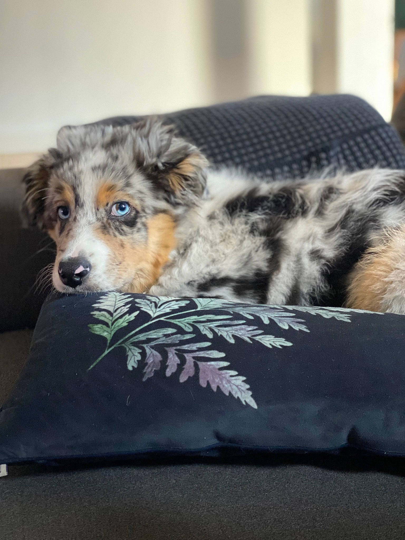 Pic participe au concours pour gagner de l'argent avec cette photo : canidae, carnivore, comfort, companion_dog, couch, dog, dog_breed, dog_supply, fur, linens, mammal, puppy, rectangle, snout, sporting_group, terrestrial_animal, vertebrate, working_dog