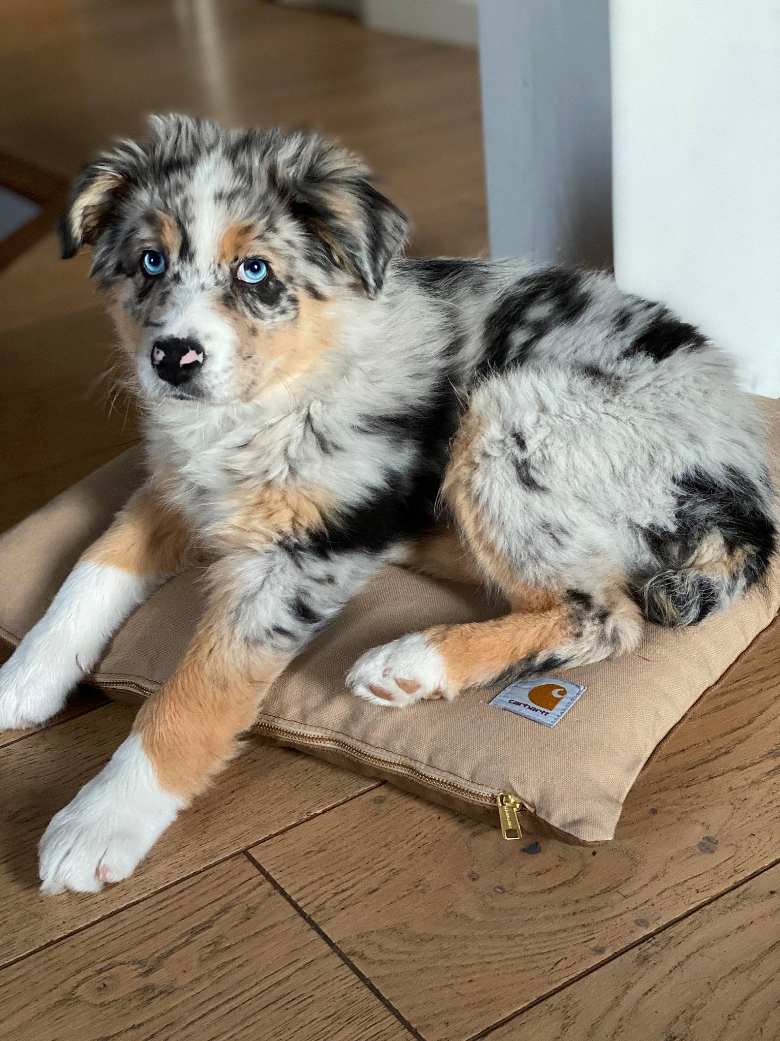 Pic participe au concours pour gagner de l'argent avec cette photo : australian_shepherd, bored, canidae, carnivore, companion_dog, couch, dog, dog_breed, flooring, fur, herding_dog, paw, puppy, sporting_group, terrestrial_animal, toy_dog, whiskers, wood, working_dog