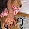 animal_clothing, arm, close_up, couch, cozy, cute, dog, domestic_animal, golden_retriever, gray_pants, human_hand, indoor, nap, pet, puppy, resting, sleeping, striped_shirt, tattoo, white_shirt