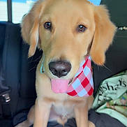 Maximus is registered to the contest to win money with this photo: animal, back_seat, bandana, black_seat, bright_eyes, canine, car_interior, cute, dog, floppy_ears, friendly, golden_retriever, indoor, looking_at_camera, pet, puppy, seat, sitting, tongue_out, window
