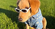Maximus joined the competition — help win amazing prizes! dog, puppy, golden_retriever, sunglasses, blue_shirt, grass, outdoor, sunny, summer, pet, canine, cute, animal, young_dog, fashion, portrait, sitting, greenery, daytime, nature