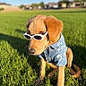 dog, puppy, golden_retriever, sunglasses, blue_shirt, grass, outdoor, sunny, summer, pet, canine, cute, animal, young_dog, fashion, portrait, sitting, greenery, daytime, nature