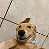 Maximus is registered to the contest to win money with this photo: animal, canine, collar, cute, dog, floor, fur, golden_retriever, happy, head, indoor, lying_down, nose, paw, pet, playful, puppy, smiling, tail, tile