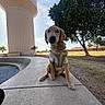 Maximus joined the competition — help win amazing prizes! building, concrete, curved_path, daytime, dog, fence, golden_retriever, grass, harness, leaves, nature, outdoor, park, puppy, shirt, sidewalk, sky, sunlight, tree, water_tower