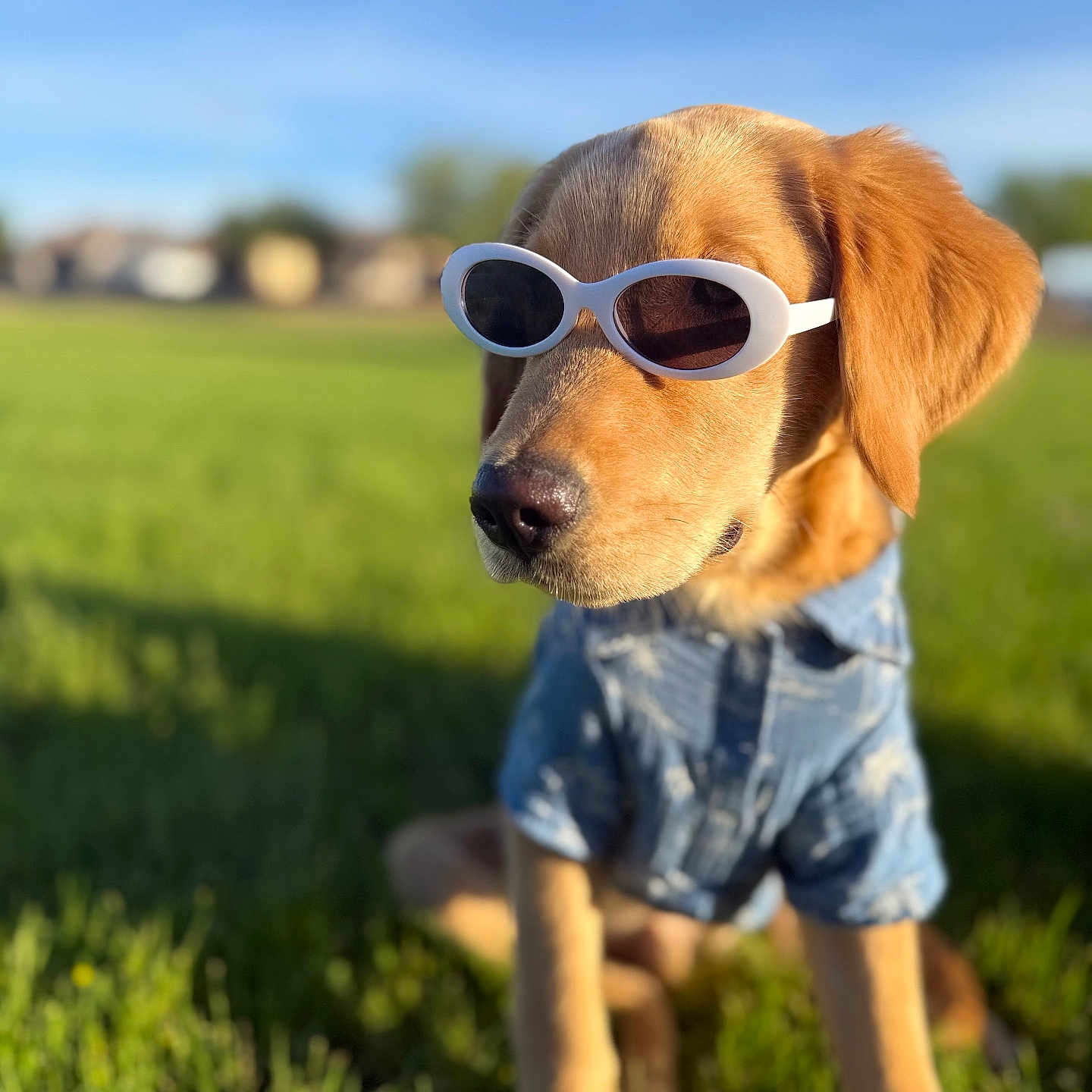 Maximus