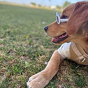 Maximus is registered to the contest to win money with this photo: dog, golden_retriever, puppy, grass, outdoor, sunglasses, pet, canine, animal, tongue_out, harness, close_up, side_view, summer, relaxed, cute, friendly, nature, young_dog, sunny