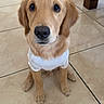 golden_retriever, puppy, dog, pet, white_shirt, floor, tile_floor, sitting, cute, indoor, animal, young_dog, looking_up, fur, ears, paw, nostrils, canine, adorable, companion