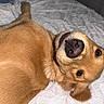 dog, golden_retriever, pet, lying_down, bed, white_bedspread, close_up, fur, nose, animal, canine, relaxed, indoor, playful, cute, looking_up, whiskers, ears, brown_eyes, soft_fur