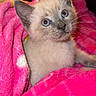 Luna joined the competition — help win amazing prizes! kitten, cat, siamese_cat, blue_eyes, pink_blanket, cozy, cute, fur, pet, animal, indoor, closeup, snuggled, soft_texture, young_cat, portrait, curious, whiskers, domestic_cat, resting