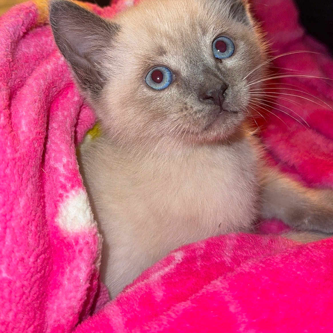 Luna joined the competition — help win amazing prizes! kitten, cat, siamese_cat, blue_eyes, pink_blanket, cozy, cute, fur, pet, animal, indoor, closeup, snuggled, soft_texture, young_cat, portrait, curious, whiskers, domestic_cat, resting