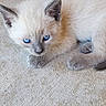 animal, blue_eyes, cat, close_up, curious, cute, ears, feline, fur, indoor, kitten, lying_down, paw, pet, siamese, sleepy, small, texture, whiskers, young