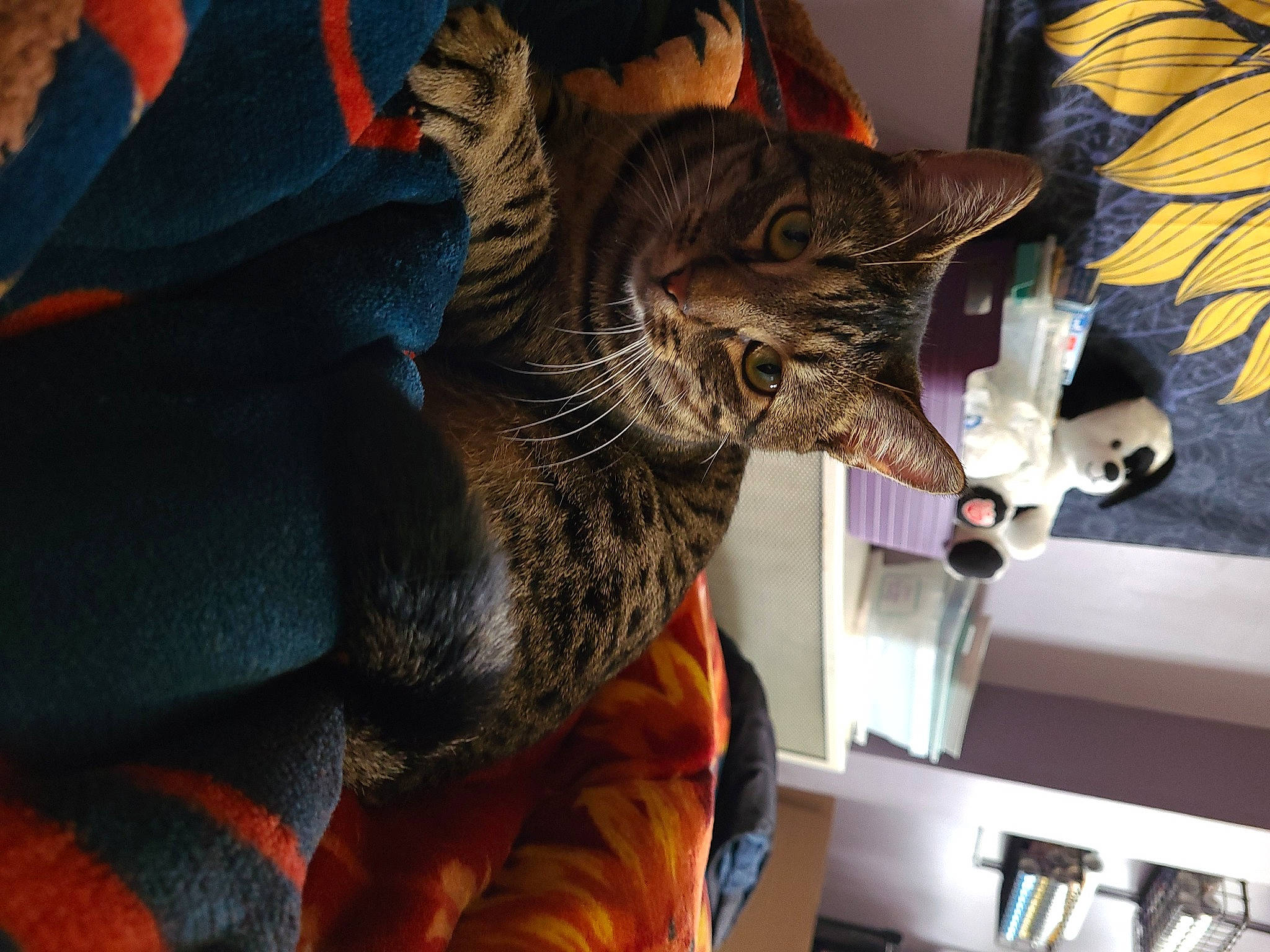 Roxxy is registered to the contest to win money with this photo: black_cat, carnivore, cat, claw, comfort, domestic_short_haired_cat, ear, felidae, fur, houseplant, human_leg, nap, orange, plant, shelf, small_to_medium_sized_cats, tail, textile, tree, whiskers