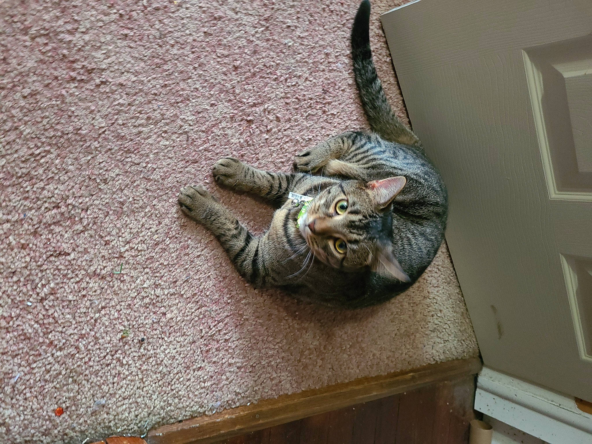 Simon joined the competition — help win amazing prizes! art, artifact, fang, felidae, flooring, fur, head, houseplant, jaw, reptile, sculpture, small_to_medium_sized_cats, snout, statue, tail, terrestrial_animal, toy, visual_arts, whiskers, wood