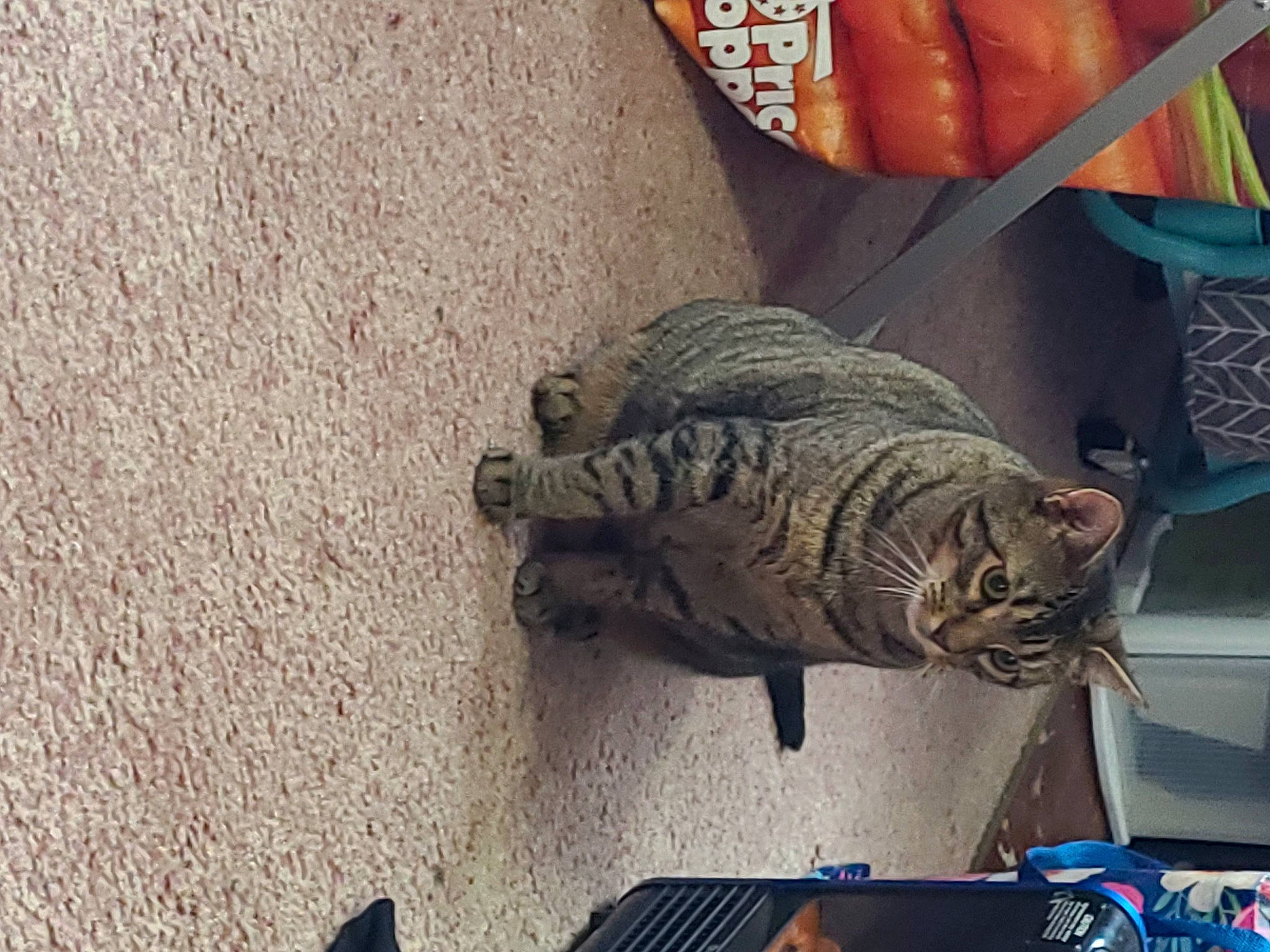 Simon is registered to the contest to win money with this photo: artifact, automotive_exterior, automotive_tire, automotive_wheel_system, carnivore, cat, comfort, comfort_food, domestic_short_haired_cat, felidae, flooring, fur, ingredient, metal, small_to_medium_sized_cats, square, tail, tire, whiskers, wood