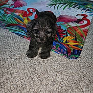 Lucy is registered to the contest to win money with this photo: puppy, dog, carpet, colorful_mat, flamingo_pattern, tropical, indoor, curly_fur, cute, pet, small_dog, lying_down, bright_colors, texture, animal, close_up, adorable, young, companion, household