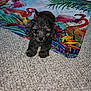 puppy, dog, carpet, colorful_mat, flamingo_pattern, tropical, indoor, curly_fur, cute, pet, small_dog, lying_down, bright_colors, texture, animal, close_up, adorable, young, companion, household