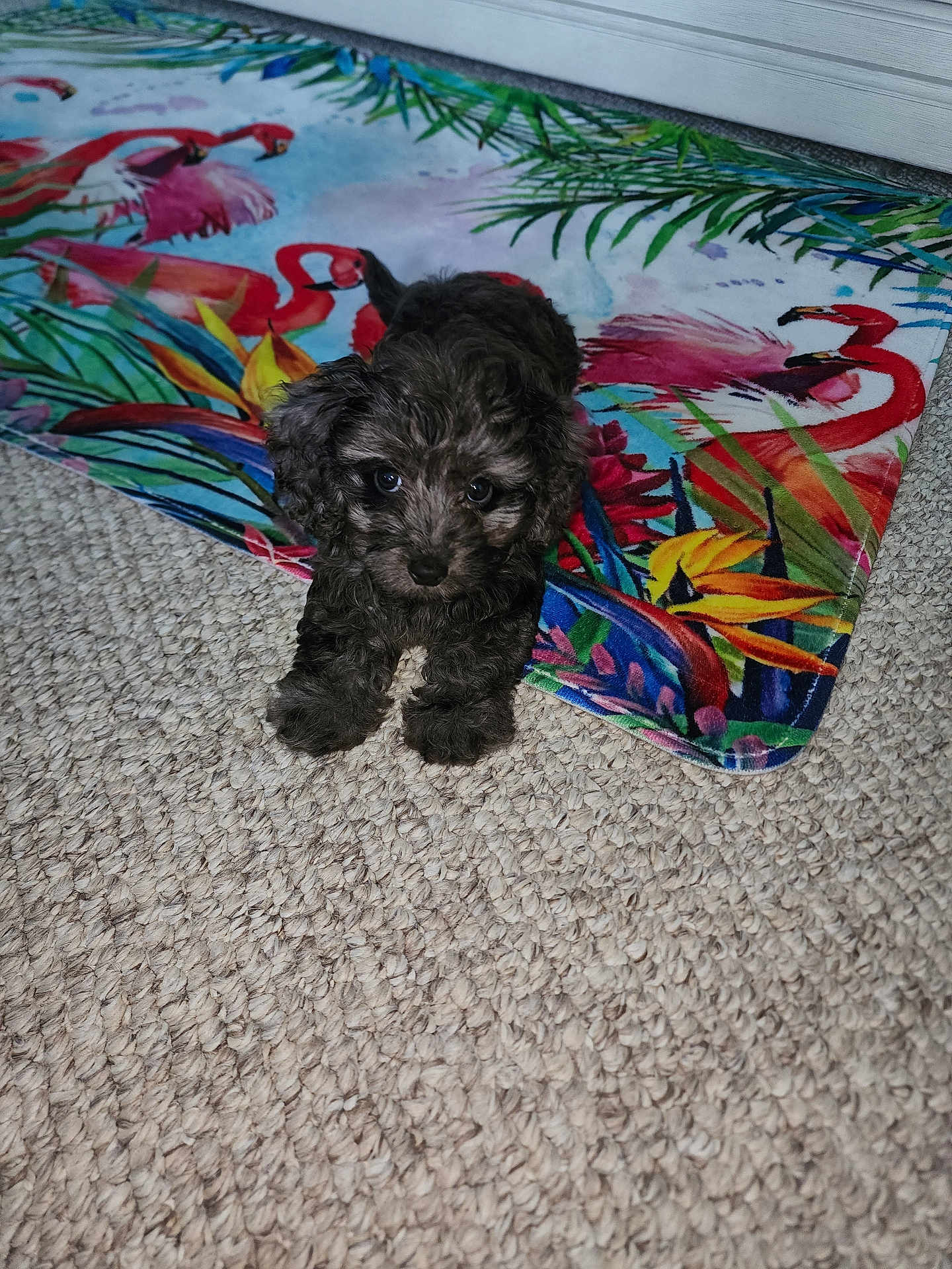 Lucy