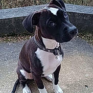 Arya a rejoint le concours — aidez-le/la à gagner de superbes lots ! dog, puppy, black_and_white, sitting, outdoor, portrait, collar, leash, floppy_ears, brown_fur, white_chest, white_paws, short_fur, animal, pet, canine, concrete, bench, trees, natural_light