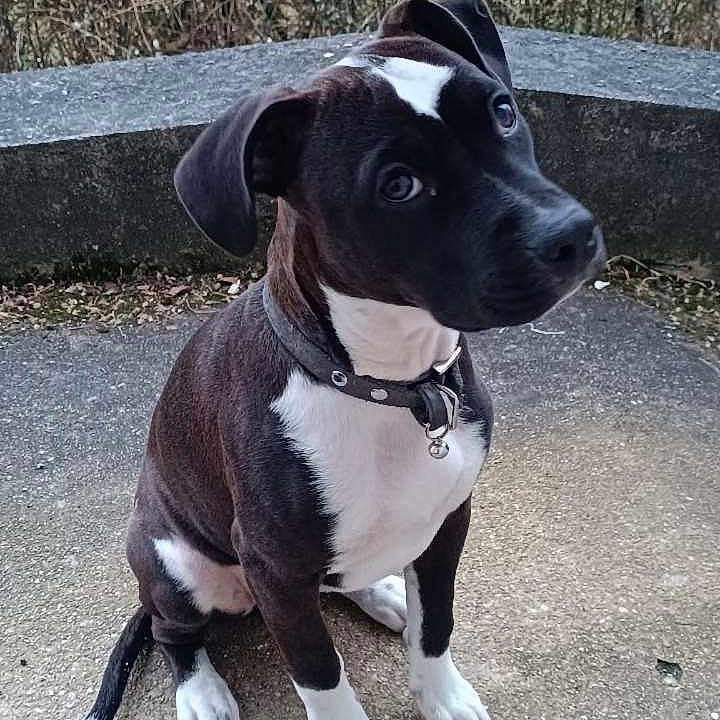Arya