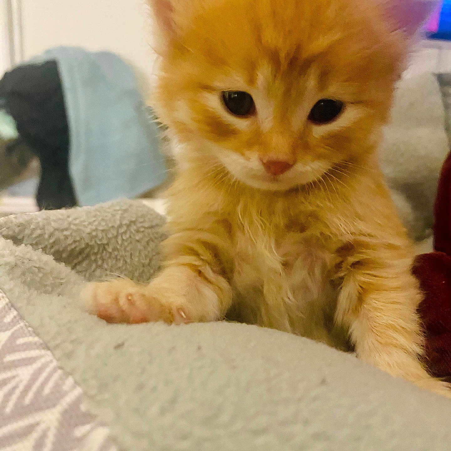 Bola joined the competition — help win amazing prizes! adorable, animal, blanket, closeup, cozy, curious, cute, domestic_cat, feline, fluffy, fur, indoors, kitten, orange_cat, paw, pet, small, soft, whiskers, young