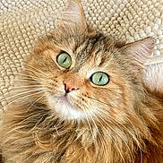 Nala participe au concours pour gagner de l'argent avec cette photo : cat, fluffy, green_eyes, whiskers, fur, close_up, portrait, pet, animal, cozy, blanket, indoor, cute, feline, curious, soft, relaxed, domestic_cat, mammal, face