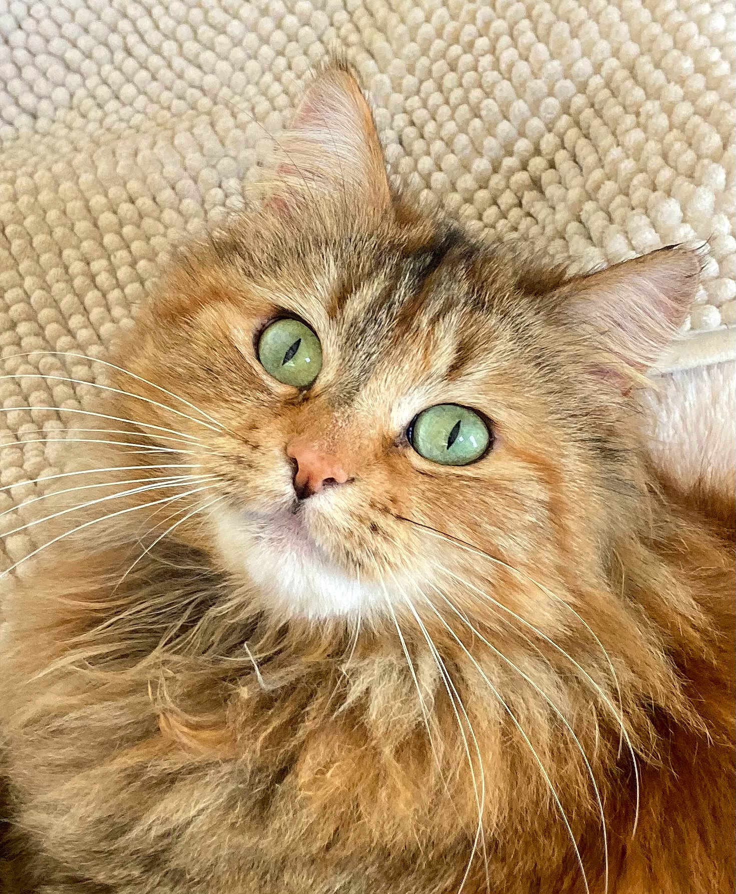 Nala participe au concours pour gagner de l'argent avec cette photo : cat, fluffy, green_eyes, whiskers, fur, close_up, portrait, pet, animal, cozy, blanket, indoor, cute, feline, curious, soft, relaxed, domestic_cat, mammal, face