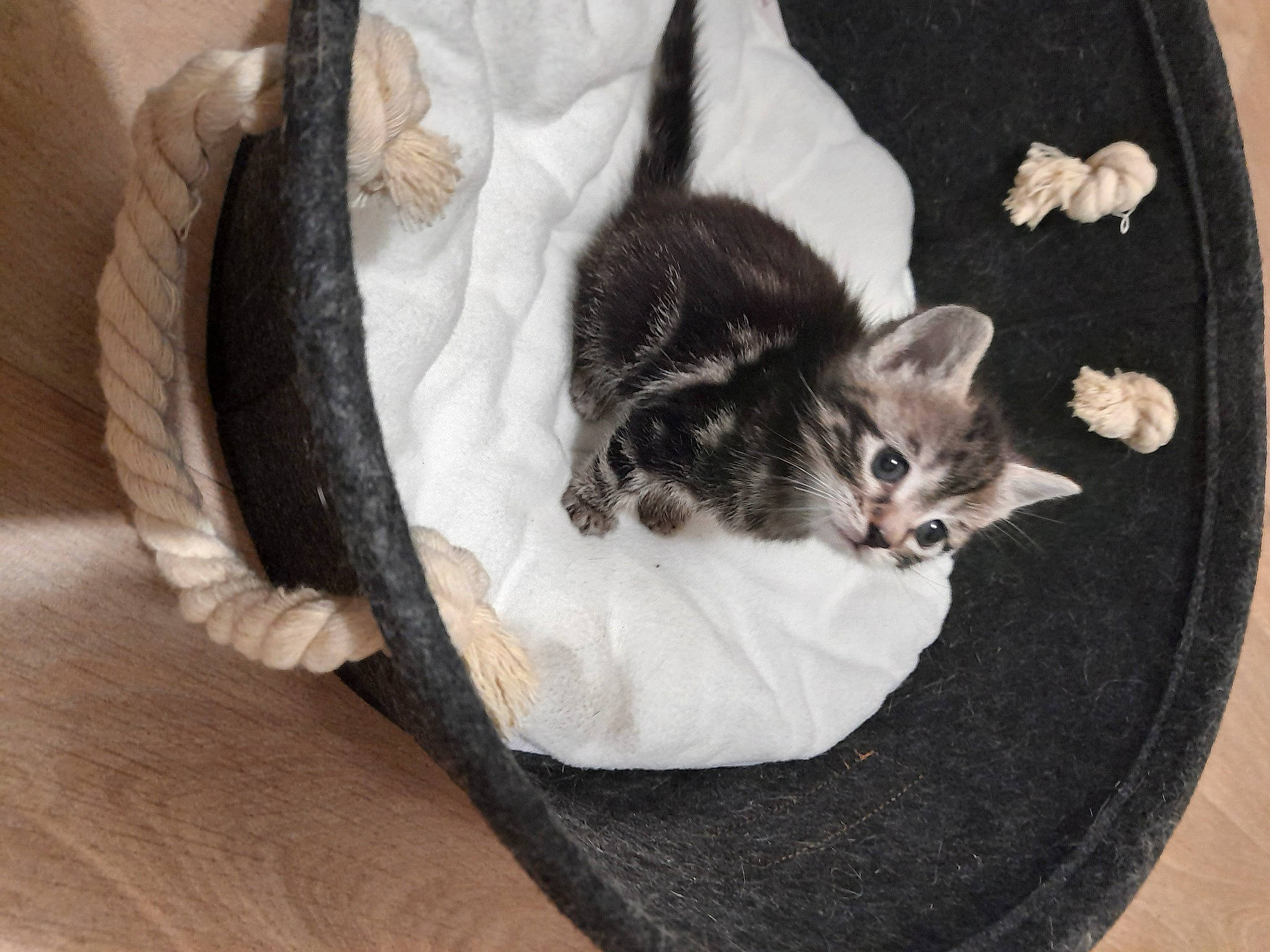 Tina participe au concours pour gagner de l'argent avec cette photo : bag, baggage, carnivore, cat, cat_bed, cat_supply, comfort, couch, domestic_short_haired_cat, felidae, fur, grey, hardwood, linens, luggage_and_bags, paw, small_to_medium_sized_cats, tail, whiskers, wood