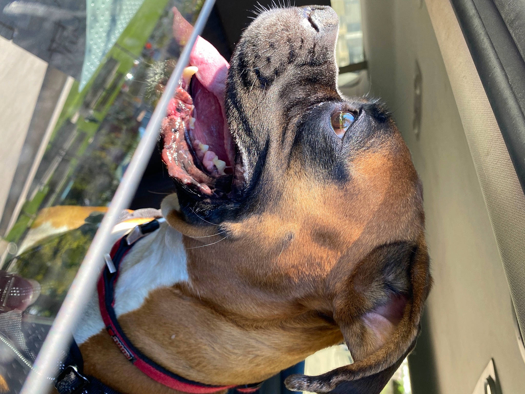 Rampage is registered to the contest to win money with this photo: canidae, carnivore, collar, companion_dog, dog, dog_breed, dog_collar, dog_supply, ear, fawn, guard_dog, liver, pet_supply, plant, snout, sporting_group, whiskers, working_animal, working_dog, wrinkle