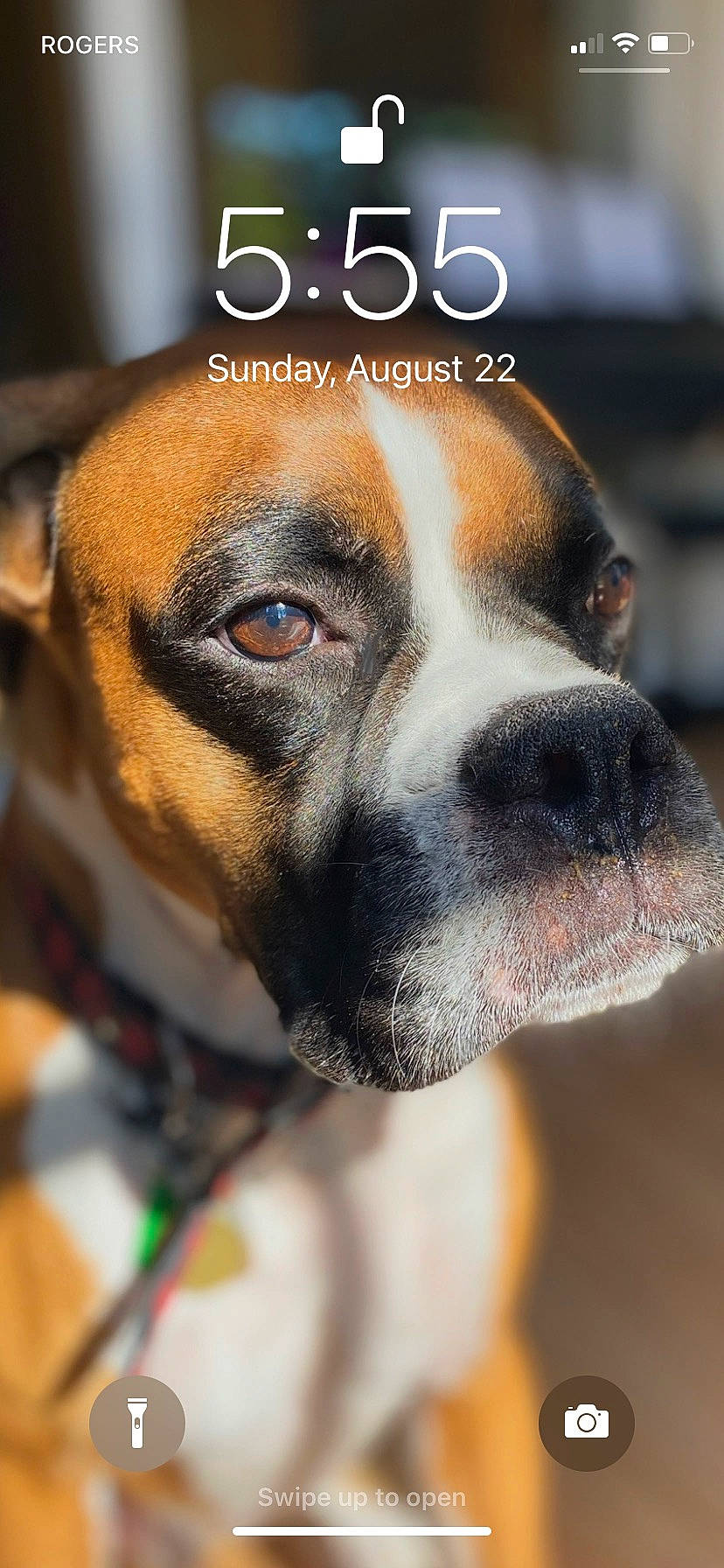 Rampage is registered to the contest to win money with this photo: ancient_dog_breeds, canidae, carnivore, close_up, collar, companion_dog, dog, dog_breed, dog_supply, fawn, fur, hunting_dog, paw, pet_supply, photo_caption, snout, sporting_group, terrestrial_animal, whiskers, working_dog