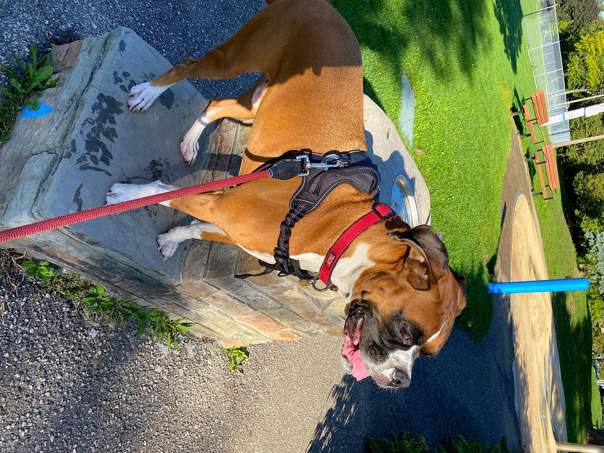 Rampage is registered to the contest to win money with this photo: carnivore, collar, companion_dog, dog, dog_breed, dog_collar, dog_supply, eyewear, fawn, grass, human_leg, leash, mammal, pet_supply, plant, sporting_group, swimwear, thigh, tree, vertebrate