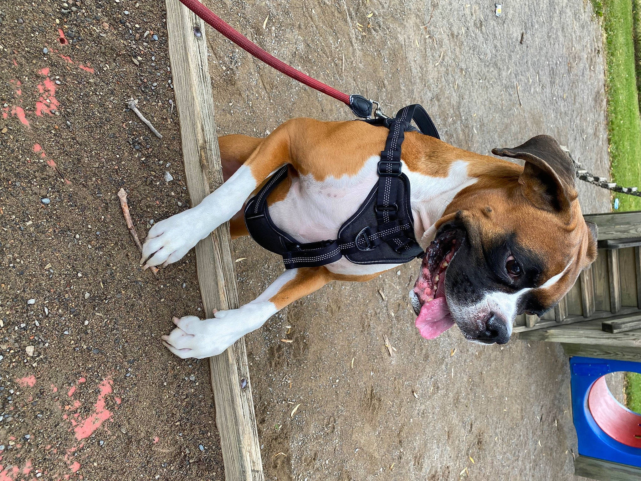 Rampage is registered to the contest to win money with this photo: canidae, carnivore, collar, companion_dog, concrete, dog, dog_breed, dog_collar, dog_supply, fawn, human_leg, leash, pet_supply, road_surface, sidewalk, snout, sporting_group, working_animal, working_dog, wrinkle