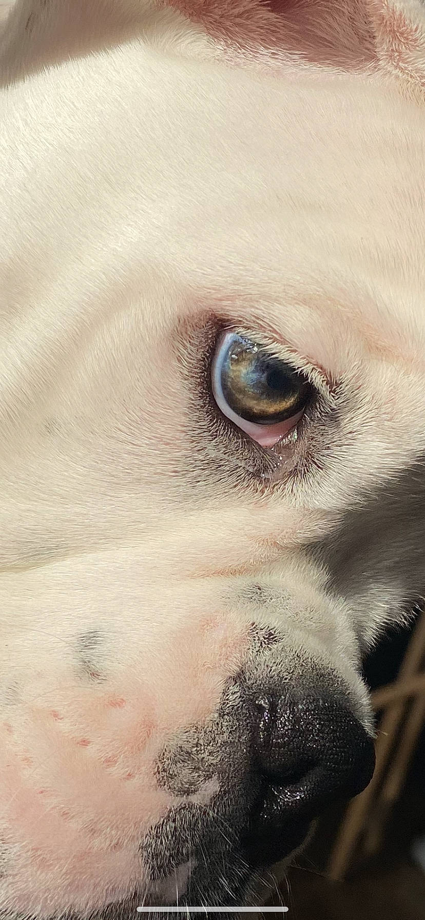 Bosco Jr joined the competition — help win amazing prizes! canidae, carnivore, companion_dog, dog, dog_breed, ear, eye, eyelash, fawn, fur, iris, snout, sporting_group, terrestrial_animal, whiskers, wildlife, working_animal, wrinkle