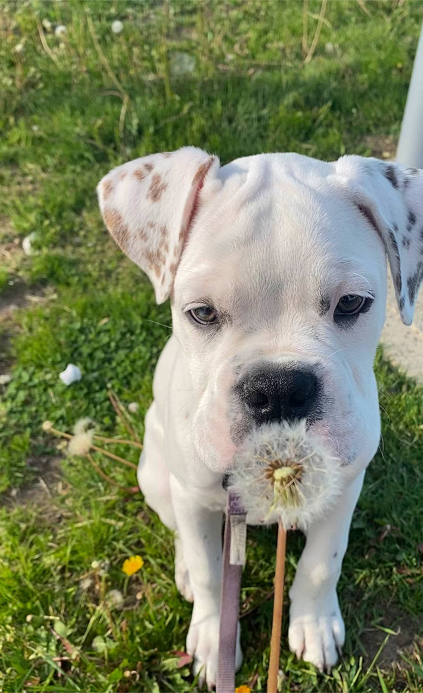 Bosco Jr joined the competition — help win amazing prizes! carnivore, collar, companion_dog, cordoba_fighting_dog, dog, dog_breed, dog_collar, fang, flower, grass, grassland, groundcover, herbaceous_plant, non_sporting_group, plant, puppy, terrestrial_animal, whiskers, working_animal, working_dog