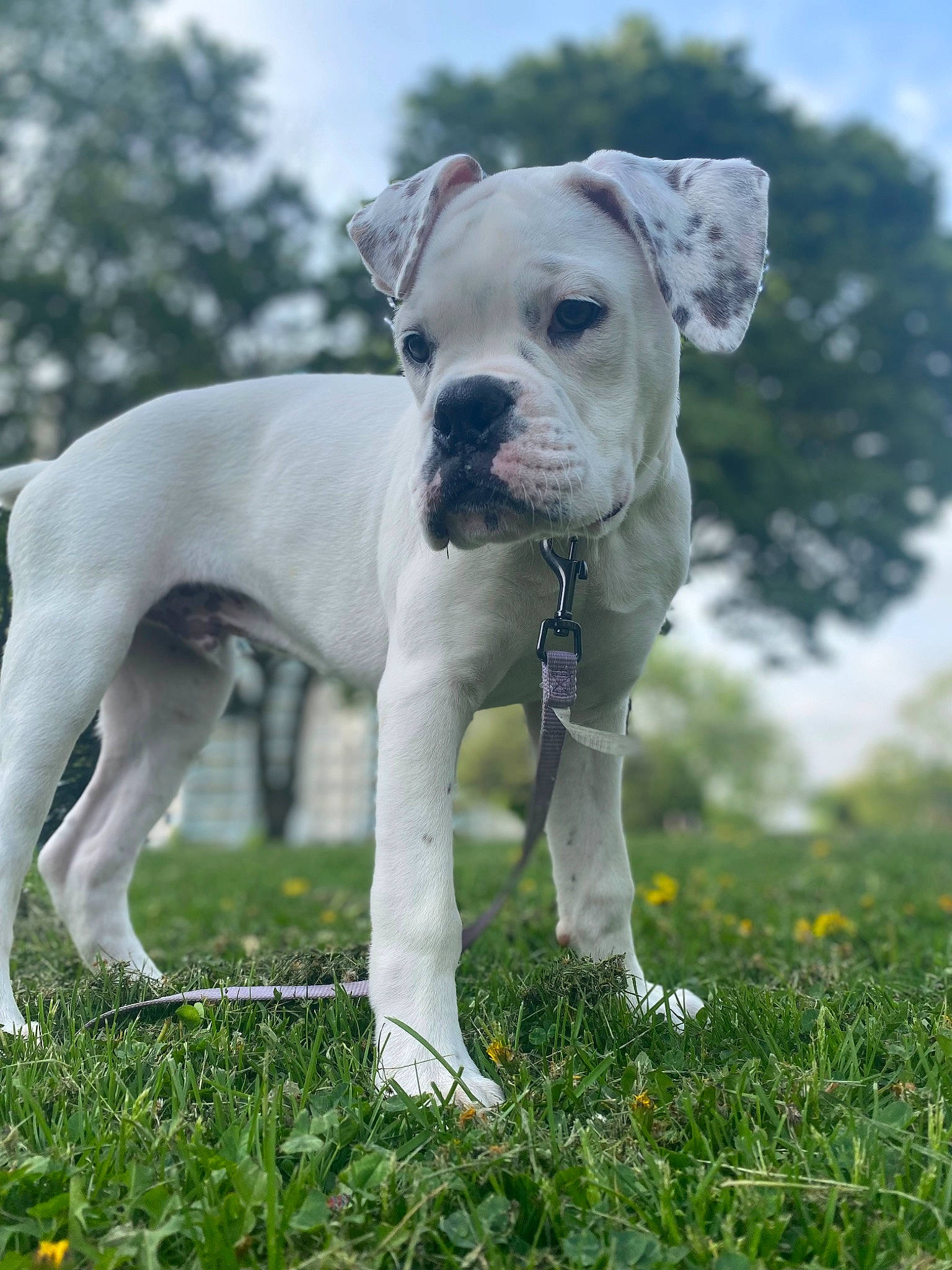 Bosco Jr is registered to the contest to win money with this photo: canidae, carnivore, cloud, collar, companion_dog, dog, dog_breed, dog_collar, dogo_guatemalteco, fawn, grass, grassland, leash, pet_supply, plant, sky, snout, sporting_group, tree, working_animal