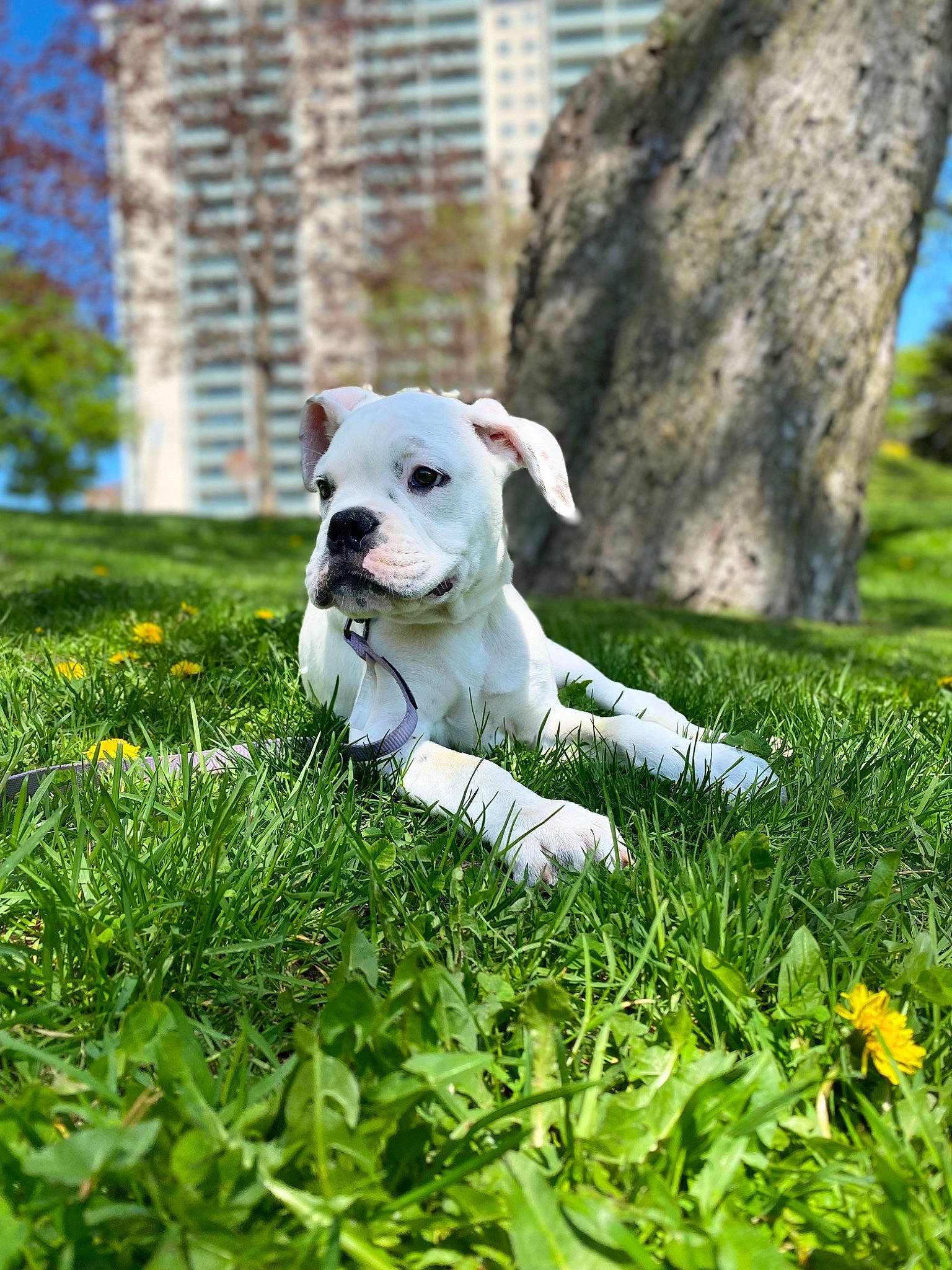Bosco Jr joined the competition — help win amazing prizes! building, carnivore, collar, companion_dog, daytime, dog, dog_breed, dog_collar, fawn, grass, grassland, groundcover, lawn, mammal, meadow, people_in_nature, plant, snout, tail, working_animal