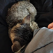 Puddin is registered to the contest to win money with this photo: cat, tabby, sleeping, curled_up, feline, pet, cozy, blanket, indoor, resting, fur, animal, whiskers, ears, hand, comfort, soft, relaxed, nap, domestic