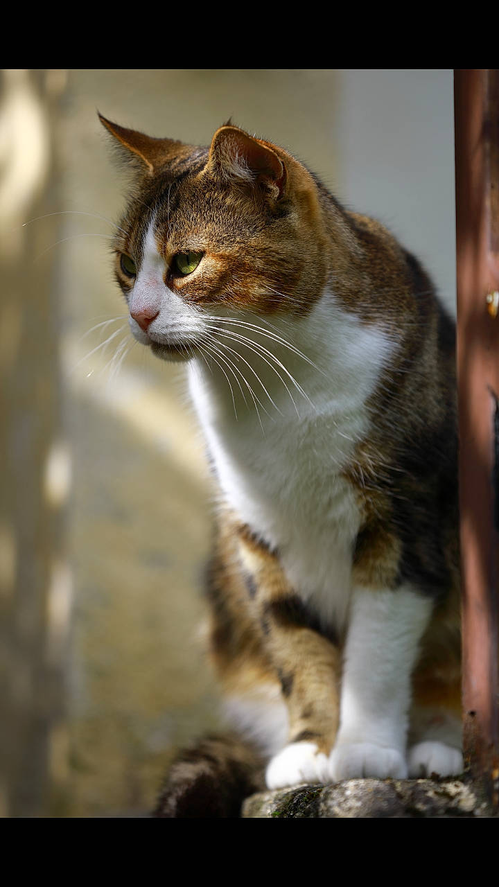 Katty a rejoint le concours — aidez-le/la à gagner de superbes lots ! aegean_cat, american_wirehair, asian, carnivore, cat, domestic_short_haired_cat, european_shorthair, felidae, fur, mammal, polydactyl_cat, small_to_medium_sized_cats, snout, tabby_cat, whiskers